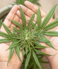 Weed